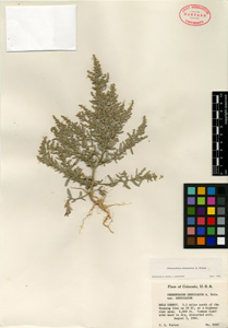 Herbarium Sheet of 